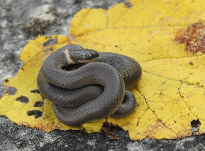 Prairie Ringeck Snake>
<p>
My first-ever encounter with a Brown Katydid.
<br><img SRC=